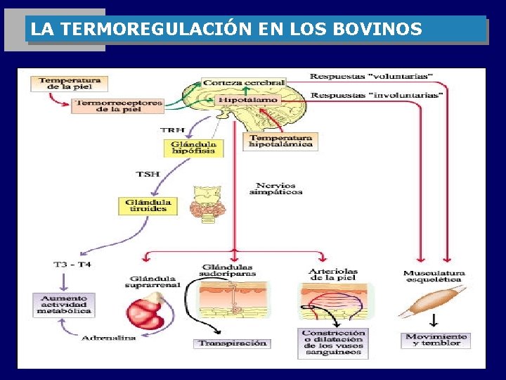 LA TERMOREGULACIÓN EN LOS BOVINOS 