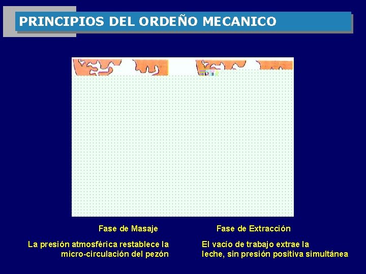 PRINCIPIOS DEL ORDEÑO MECANICO Fase de Masaje La presión atmosférica restablece la micro-circulación del