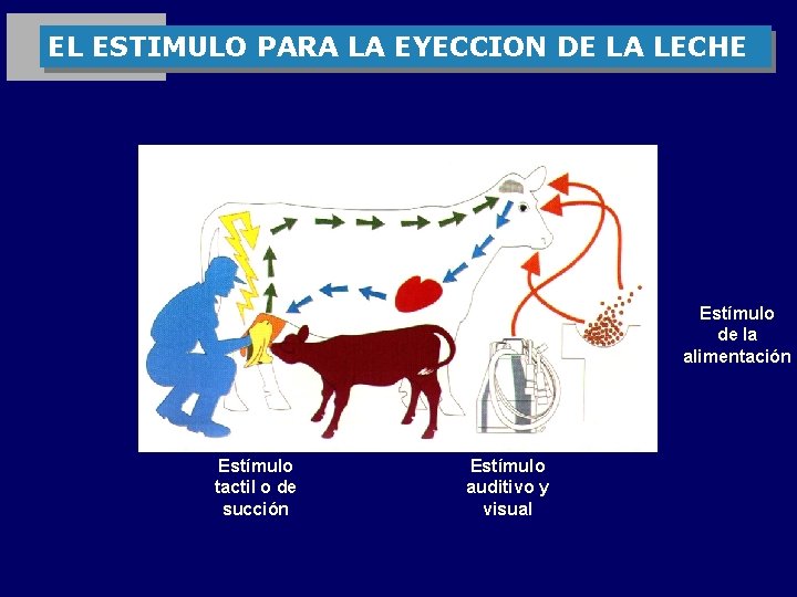 EL ESTIMULO PARA LA EYECCION DE LA LECHE Estímulo de la alimentación Estímulo tactil