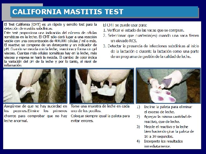 CALIFORNIA MASTITIS TEST 