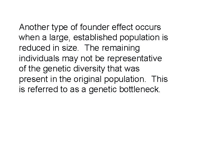 Another type of founder effect occurs when a large, established population is reduced in