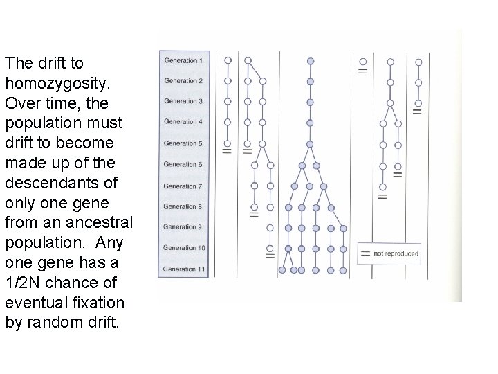 The drift to homozygosity. Over time, the population must drift to become made up