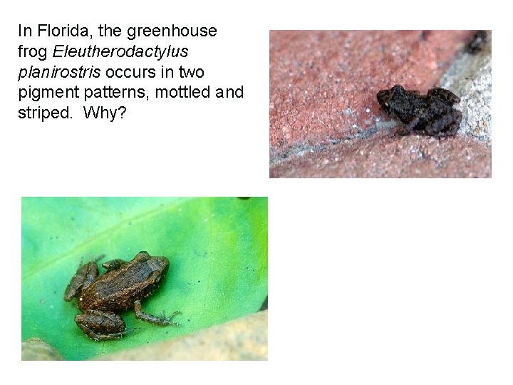 In Florida, the greenhouse frog Eleutherodactylus planirostris occurs in two pigment patterns, mottled and