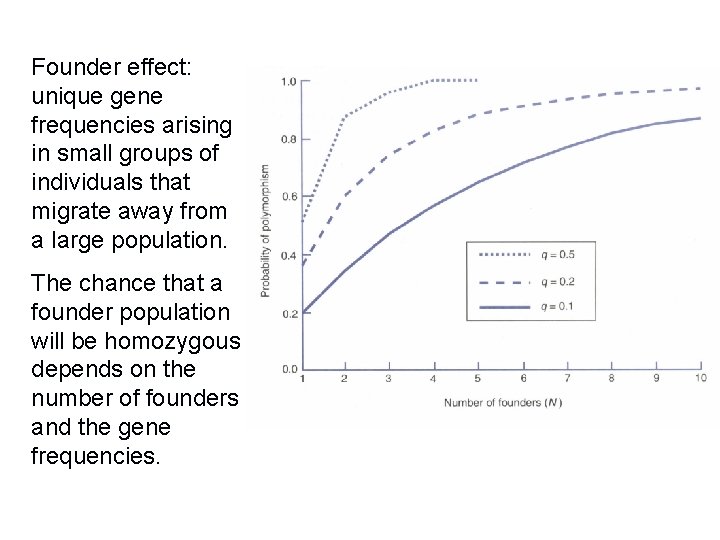 Founder effect: unique gene frequencies arising in small groups of individuals that migrate away