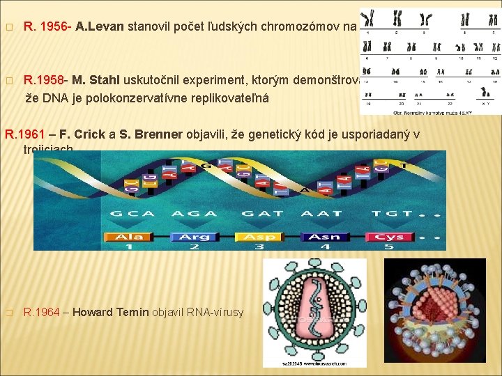 � R. 1956 - A. Levan stanovil počet ľudských chromozómov na 46 R. 1958