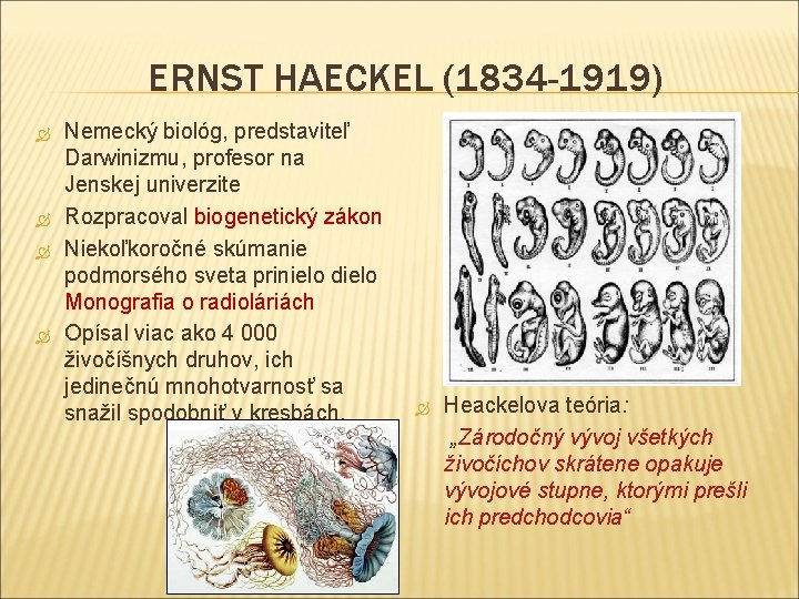 ERNST HAECKEL (1834 -1919) Nemecký biológ, predstaviteľ Darwinizmu, profesor na Jenskej univerzite Rozpracoval biogenetický