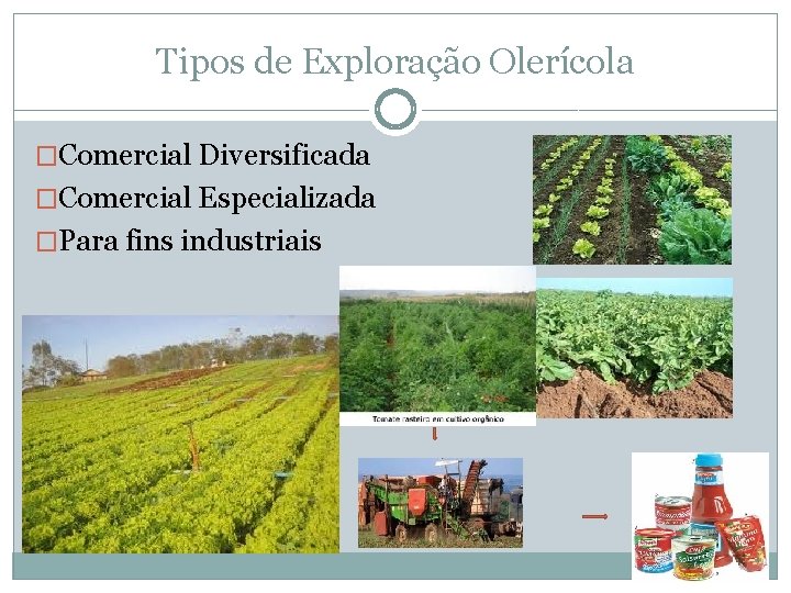 Tipos de Exploração Olerícola �Comercial Diversificada �Comercial Especializada �Para fins industriais 