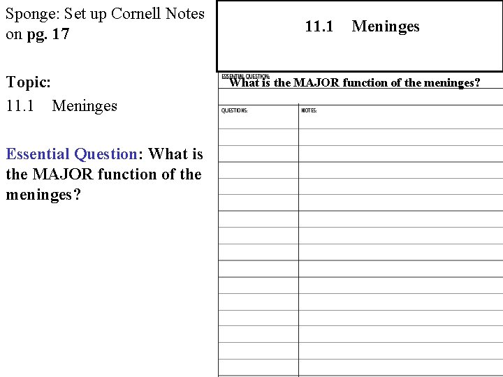 Sponge: Set up Cornell Notes on pg. 17 Topic: 11. 1 Meninges Essential Question: