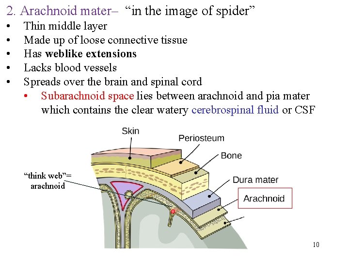 2. Arachnoid mater– “in the image of spider” • • • Thin middle layer