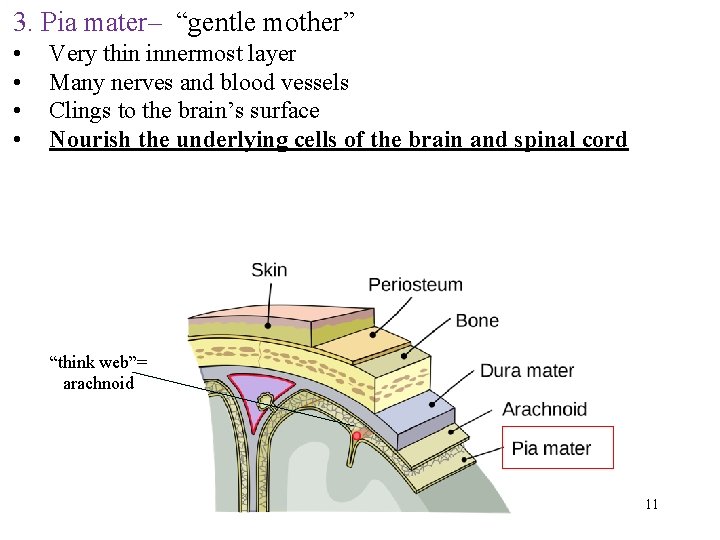 3. Pia mater– “gentle mother” • • Very thin innermost layer Many nerves and