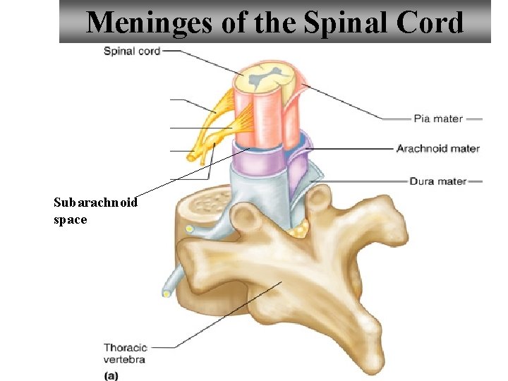 Meninges of the Spinal Cord Subarachnoid space 13 