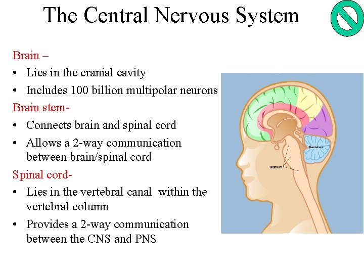 The Central Nervous System Brain – • Lies in the cranial cavity • Includes