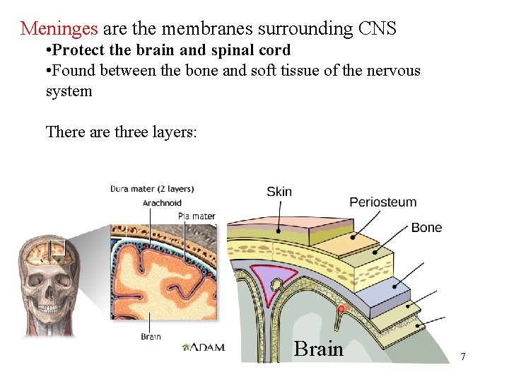 Meninges are the membranes surrounding CNS • Protect the brain and spinal cord •