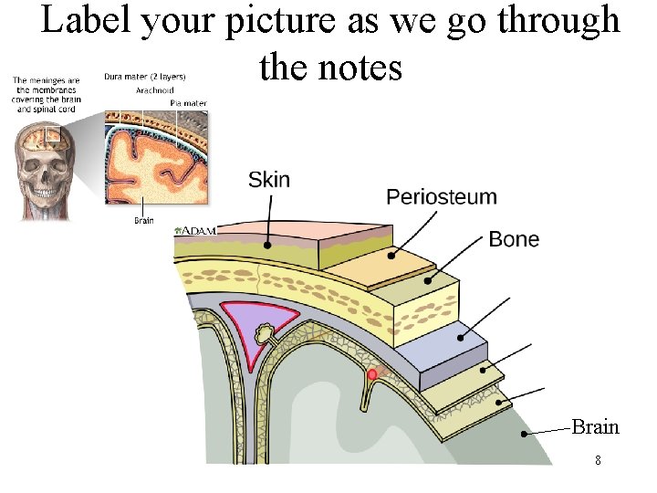 Label your picture as we go through the notes Brain 8 