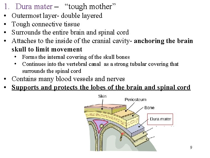 1. Dura mater – “tough mother” • • Outermost layer- double layered Tough connective