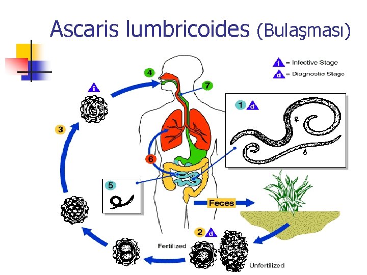 Ascaris lumbricoides (Bulaşması) Ascaris lumbricoides (Bulaşması)