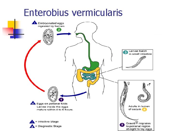 Enterobius vermicularis Enterobius vermicularis