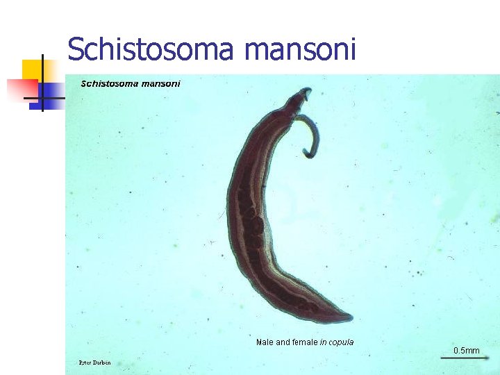 Schistosoma mansoni Schistosoma mansoni