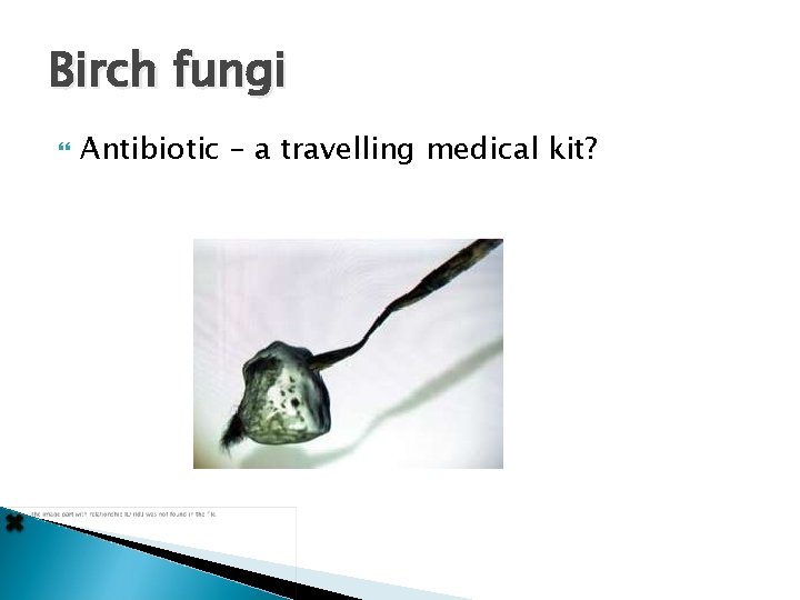 Birch fungi Antibiotic – a travelling medical kit? 