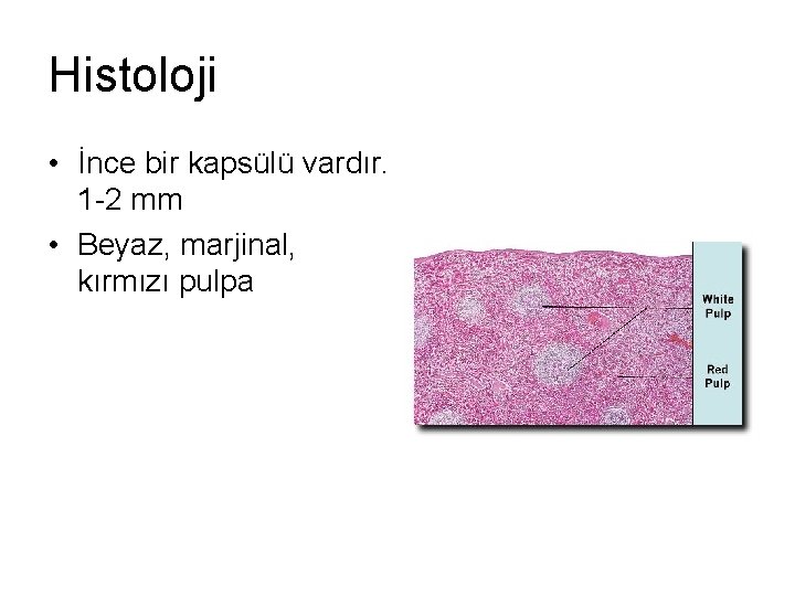 Histoloji • İnce bir kapsülü vardır. 1 -2 mm • Beyaz, marjinal, kırmızı pulpa