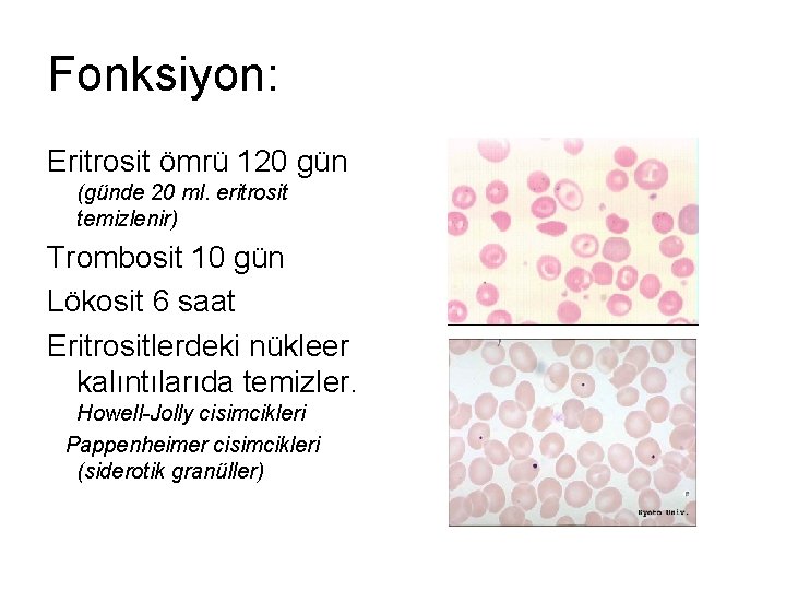 Fonksiyon: Eritrosit ömrü 120 gün (günde 20 ml. eritrosit temizlenir) Trombosit 10 gün Lökosit