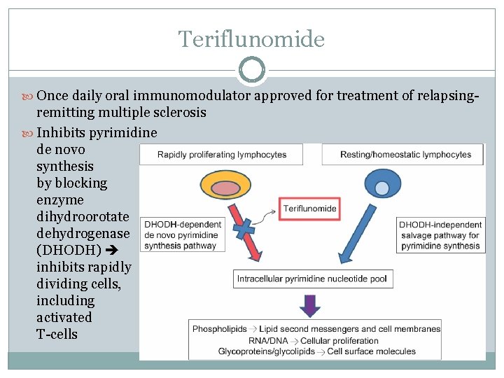 Teriflunomide Once daily oral immunomodulator approved for treatment of relapsing- remitting multiple sclerosis Inhibits