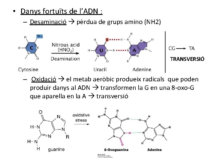  • Danys fortuïts de l’ADN : – Desaminació pèrdua de grups amino (NH