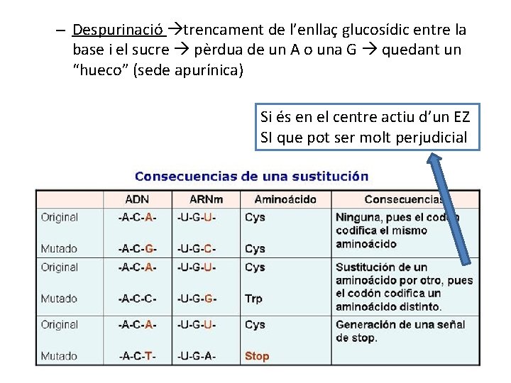 – Despurinació trencament de l’enllaç glucosídic entre la base i el sucre pèrdua de