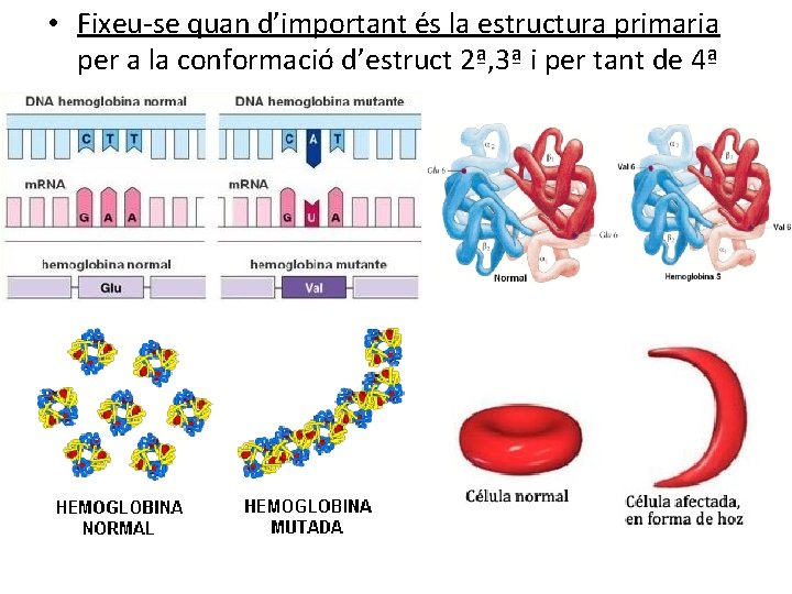  • Fixeu-se quan d’important és la estructura primaria per a la conformació d’estruct