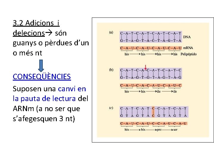 3. 2 Adicions i delecions són guanys o pèrdues d’un o més nt CONSEQÜÈNCIES