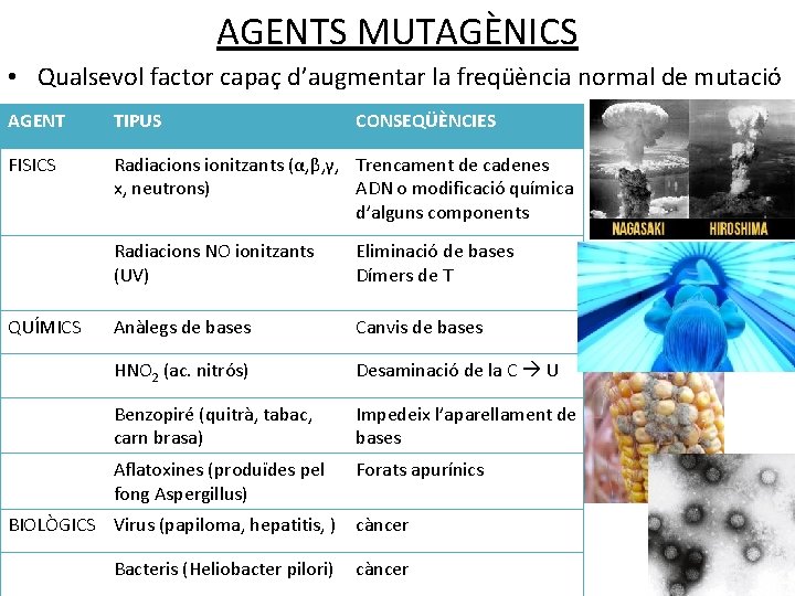 AGENTS MUTAGÈNICS • Qualsevol factor capaç d’augmentar la freqüència normal de mutació AGENT TIPUS