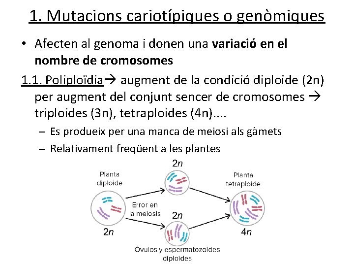 1. Mutacions cariotípiques o genòmiques • Afecten al genoma i donen una variació en