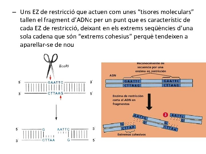 – Uns EZ de restricció que actuen com unes “tisores moleculars” tallen el fragment