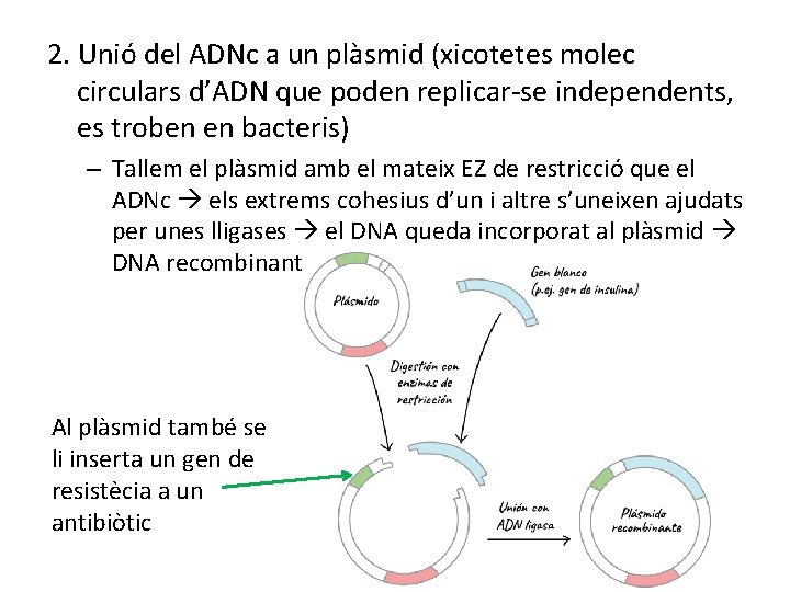 2. Unió del ADNc a un plàsmid (xicotetes molec circulars d’ADN que poden replicar-se