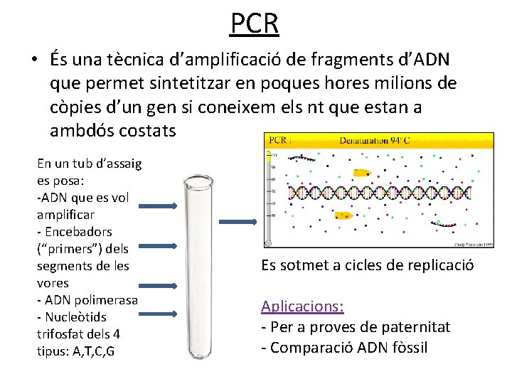 PCR • És una tècnica d’amplificació de fragments d’ADN que permet sintetitzar en poques