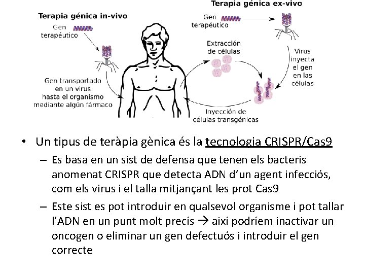  • Un tipus de teràpia gènica és la tecnologia CRISPR/Cas 9 – Es