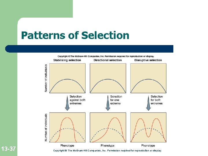 Patterns of Selection 13 -37 Copyright © The Mc. Graw-Hill Companies, Inc. Permission required Patterns of Selection 13 -37 Copyright © The Mc. Graw-Hill Companies, Inc. Permission required