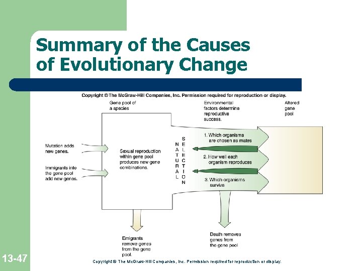 Summary of the Causes of Evolutionary Change 13 -47 Copyright © The Mc. Graw-Hill Summary of the Causes of Evolutionary Change 13 -47 Copyright © The Mc. Graw-Hill