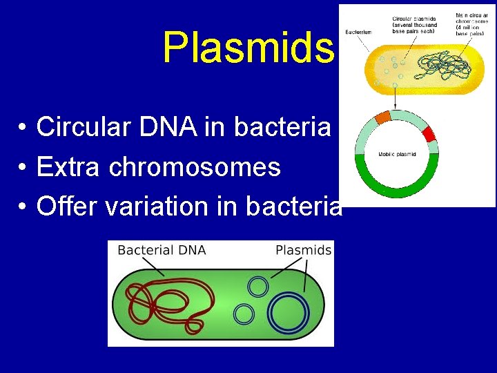 Plasmids • Circular DNA in bacteria • Extra chromosomes • Offer variation in bacteria