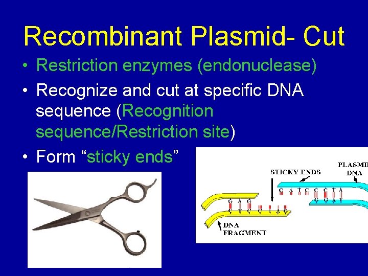 Recombinant Plasmid- Cut • Restriction enzymes (endonuclease) • Recognize and cut at specific DNA