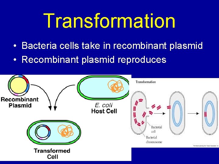 Transformation • Bacteria cells take in recombinant plasmid • Recombinant plasmid reproduces 