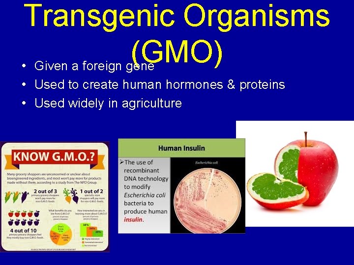 Transgenic Organisms (GMO) • Given a foreign gene • Used to create human hormones