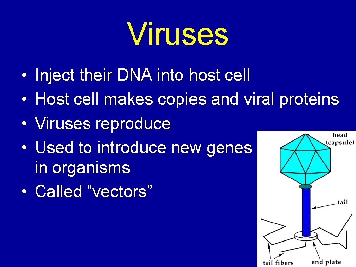 Viruses • • Inject their DNA into host cell Host cell makes copies and