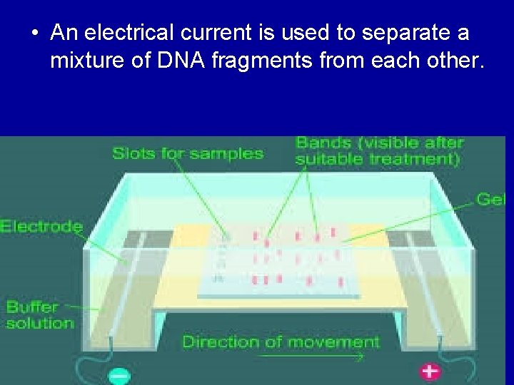  • An electrical current is used to separate a mixture of DNA fragments