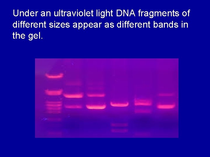 Under an ultraviolet light DNA fragments of different sizes appear as different bands in
