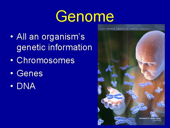 Genome • All an organism’s genetic information • Chromosomes • Genes • DNA 