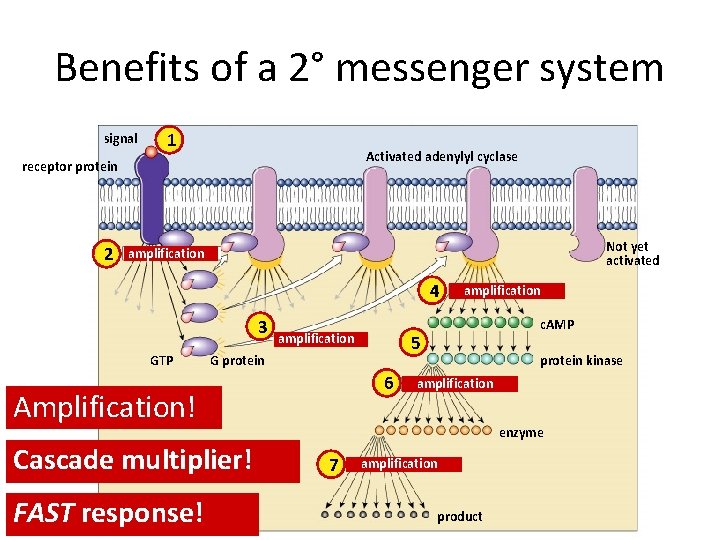Benefits of a 2° messenger system signal 1 Activated adenylyl cyclase receptor protein 2