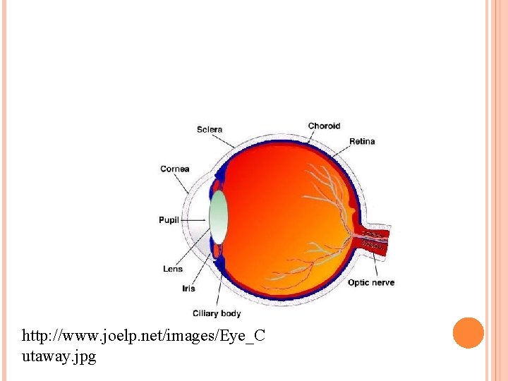 http: //www. joelp. net/images/Eye_C utaway. jpg 