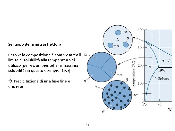 Sviluppo della microstruttura Caso 2: la composizione è compresa tra il limite di solubilità