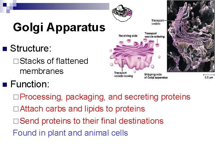 Golgi Apparatus n Structure: ¨ Stacks of flattened membranes n Function: ¨ Processing, packaging,